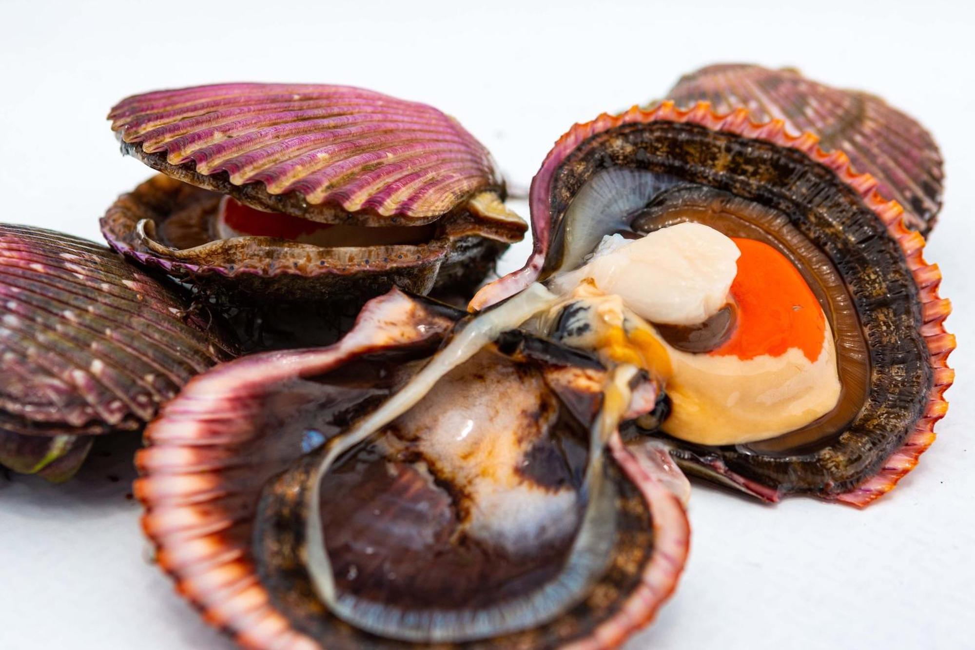 Hotel Paracas, A Luxury Collection Resort, Paracas Exteriér fotografie Scallops